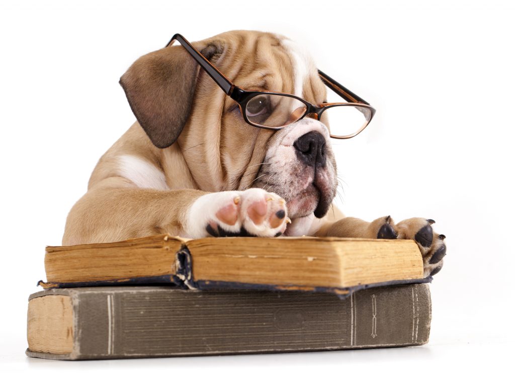 Dog Training