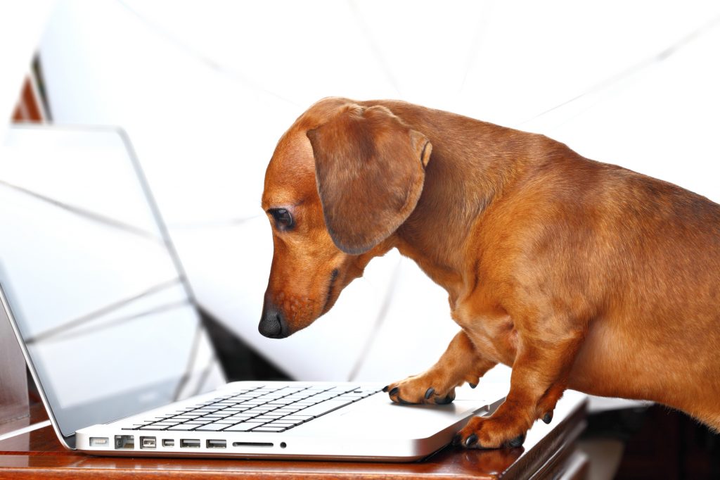 dog with laptop