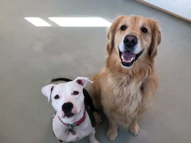 Dog Daycare Doggie Depot of Virginia Winchester, VA