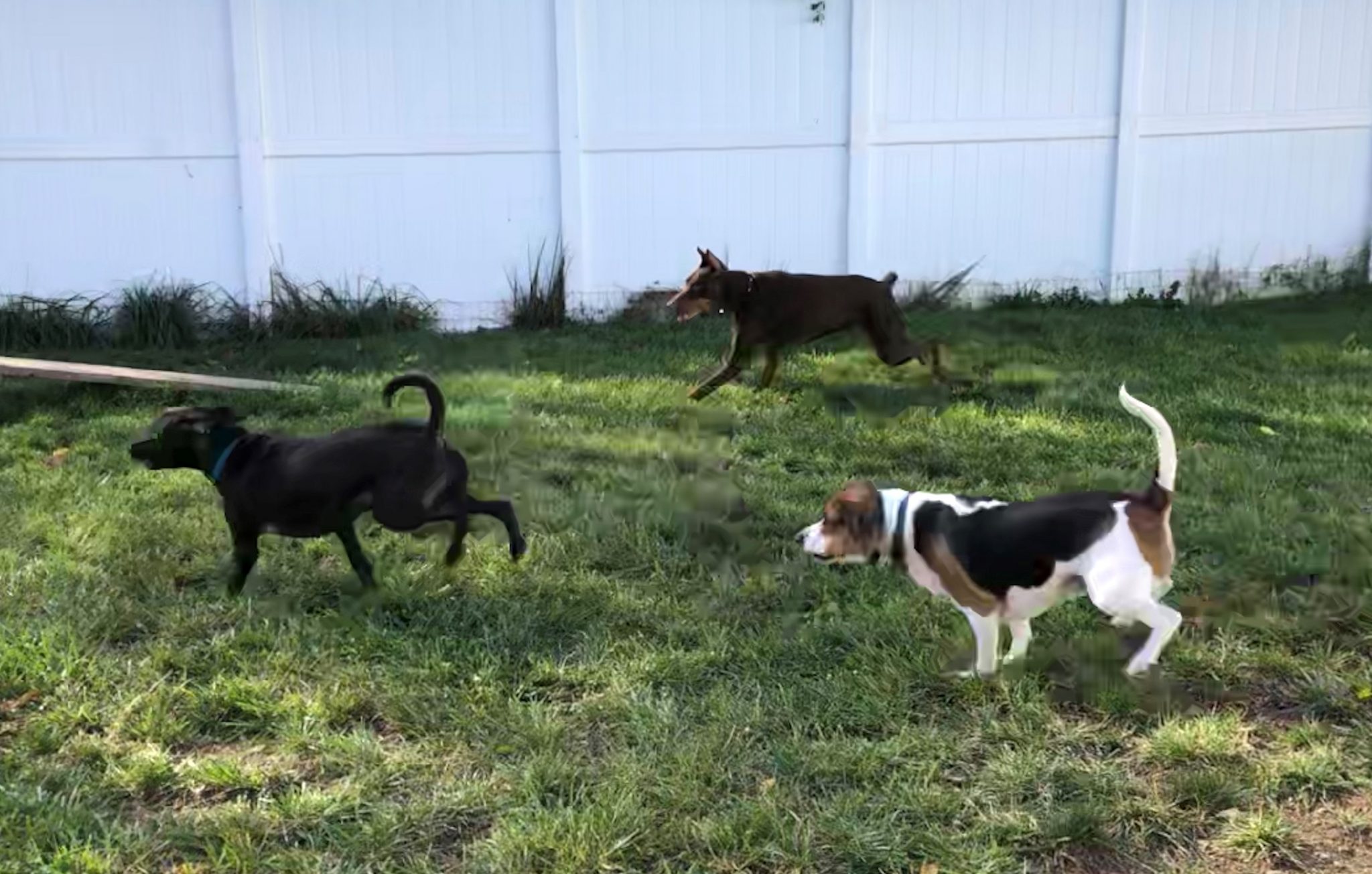 Dog Daycare Doggie Depot of Virginia Winchester, VA