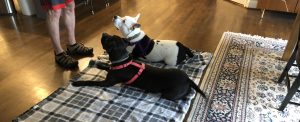Teaching Your Dog Calmness